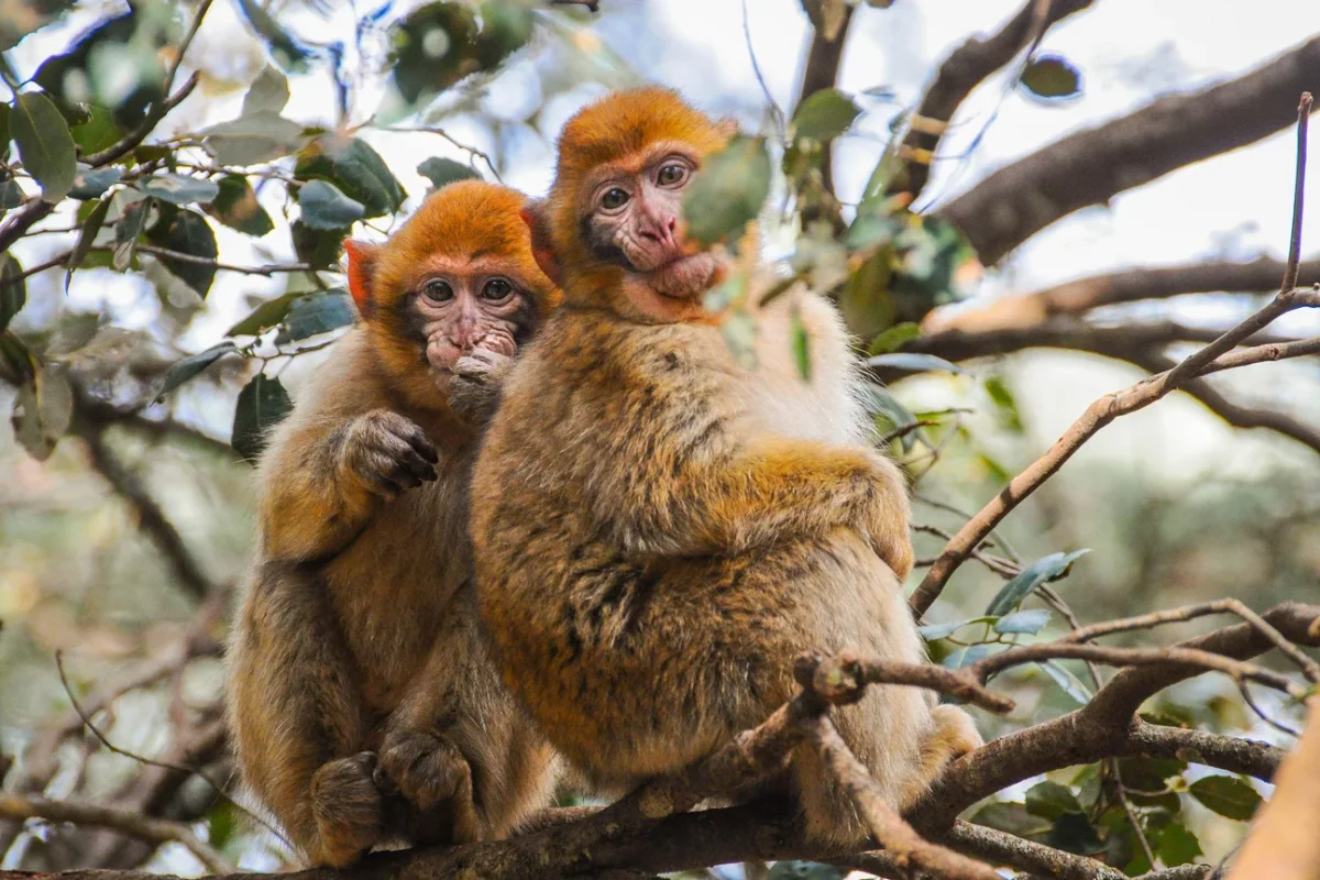 Macacos Azrou